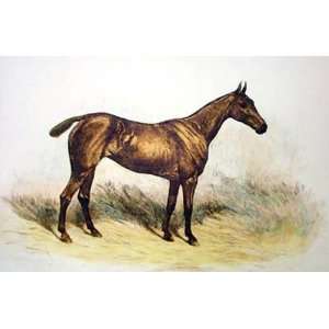 Horse Etching Emms, John , Animals, Dogs Birds Engraving Intaglio 