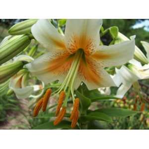 Hybrid Lady Alice Speciosum Lily Lilium Flower Bulb:  