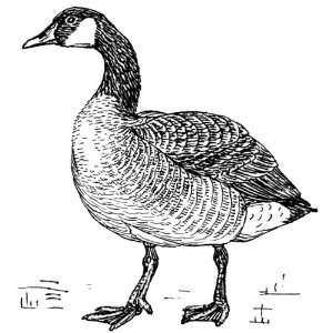    4 inch Square Acrylic Coaster Line Drawing Goose: Home & Kitchen