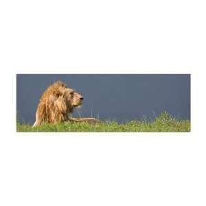  Andy Biggs   Lion And Dark Sky Giclee