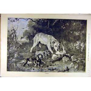  1884 Outlaws Dogs Rabbit Hunting Poaching Sport Print 