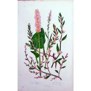   Anne Pratt Plants Buckwheat Knot Rass Alpine Pink
