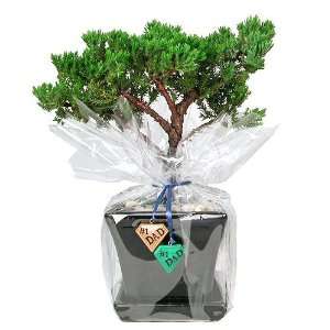 Fathers Day Special Japanese Juniper Bonsai Tree, 4 6 Year Old, 4 