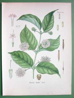 GAMBIR Gambier Plant   COLOR Litho Botanical Print  