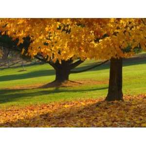  Maple Tree and Fall Foliage, Rock Creek Regional Park 