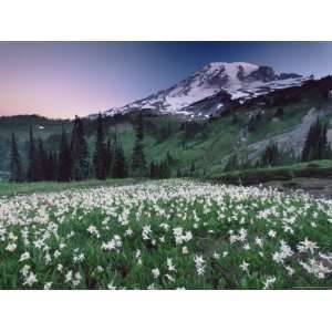  Landscape, Mount Rainier National Park, Washington State 