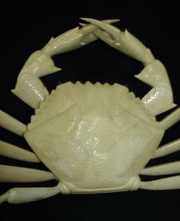 Lovely best ox bone carved huge crab sculpture 18inch  
