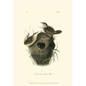 Short billed Marsh Wren   Poster by John James Audubon (13x19):  
