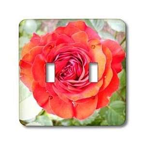 Renderly Yours Florals   Beautiful Red And Orange Rose   Light Switch 