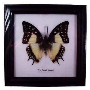  Butterfly Framed the Great Nawab Black Frame: Everything 