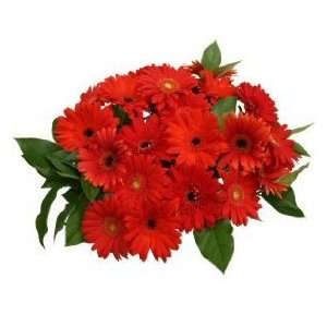  Wonderous Red Gerbera Daisy Bouquet: Home & Kitchen