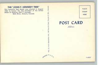 Postcard John F Kennedy TreeBelle River,ON,Canada  