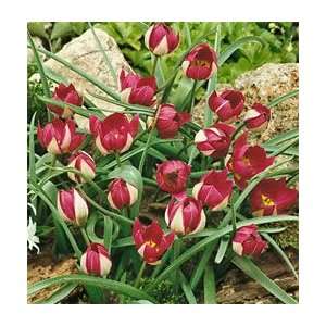  Tulip   Species   Persian Pearl Patio, Lawn & Garden