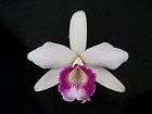 Laelia dayana semi alba Lip Service x self orchid plant species RARE 