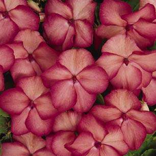 Impatiens Swirl Series Coral Seed  