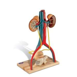  Free Standing Urinary System Model#AW DG145 Everything 