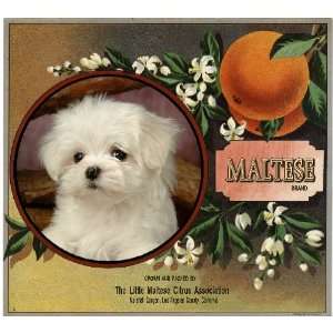 Canyon, Los Angeles County Maltese Puppy Dog Orange Citrus Fruit Crate 