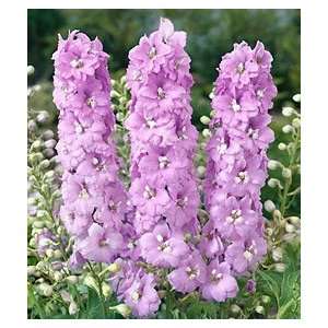  Delphinium   Magic Fountains Lilac Pink/White Bee Patio 