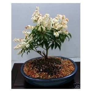 LOUSBONSAINURSERY WHITE FLOWERING ANDROMEDA BONSAI TREE