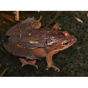  Wood Frogs, Rana Sylvatica, Mating Atop a Communal Egg 