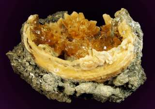 FOSSIL CLAMSHELL Filled w/Golden CALCITE Crystals FL  