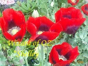 Papaver Somniferum Poppy Seeds Wizard of OZ Red Originl  