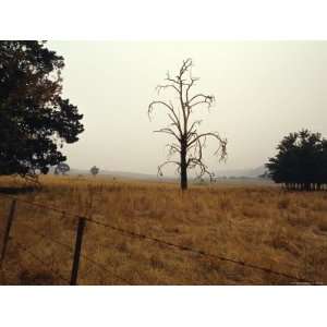  Dead Tree in Farmland Shrouded in the Haze of Wildfire Smoke 