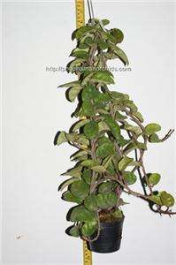 Large Hoya carnosa (fragrant)  