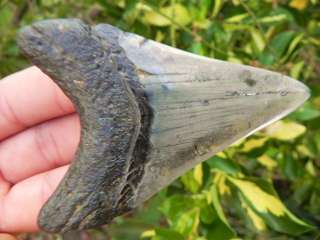 Megalodon fossil shark tooth teeth GREAT WHALE HUNTER  