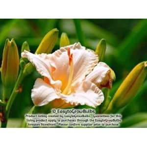  Daylily Lullaby Baby   1 bare root plant   2/3 fan Patio 