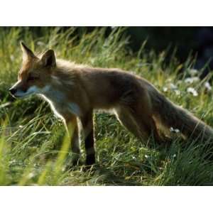  North American Red Fox (Vulpes Vulpes) Round Island 