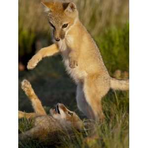  Fox (Vulpes Velox) Kits Playing, Pawnee National Grassland, Colorado 