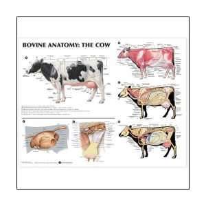 Bovine Anatomy: The Cow Anatomical Chart 20 X 26 