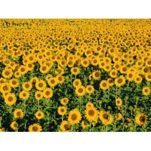  Field of Sunflowers, Provence, Vaucluse, France Stretched 