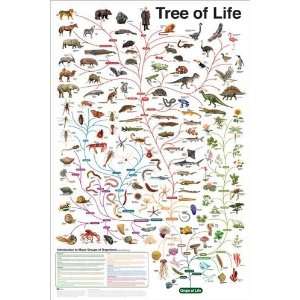  Tree of Life Educational Animal Evolution Poster 24 x 36 