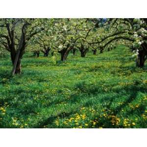 Apple Orchard in Full Bloom, Hood River, Oregon, USA Photographic 