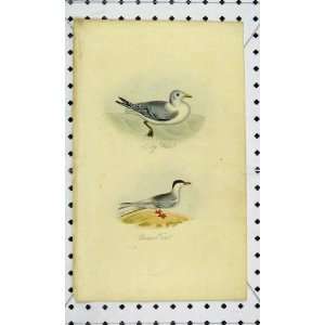   Natural History Kitty Wake Common Tern Bird Print