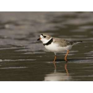 Piping Plover, Charadrius Melodus, an Endangered Species, North 