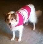 THUNDERSHIRT Relief for Dog Anxiety Stress Fear   Pink  