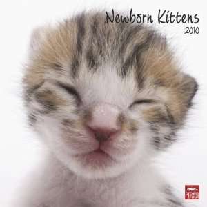  Newborn Kittens 2010 Wall Calendar