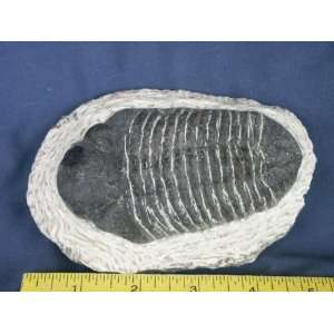  Trilobite Fossil, 8.15.5 