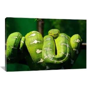  Green Tree Snake   Gallery Wrapped Canvas   Museum Quality 