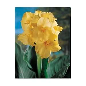  Canna   Tall   Yellow King Humbert flower bulbs Patio 