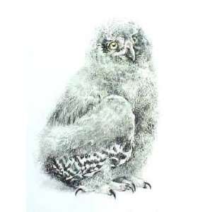  Robert Bateman   Young Snowy Owl Artists Proof: Home 