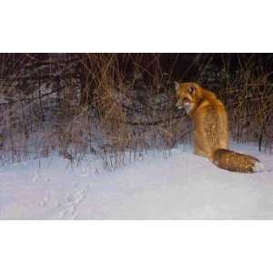  Robert Bateman   Red Fox on the Prowl