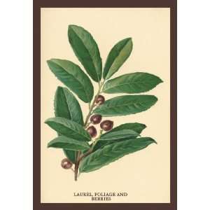  The Laruel. Foliage and Berries 12x18 Giclee on canvas 