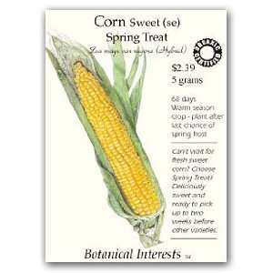  Corn Sweet Spring Treat Certified Organic Seed: Patio 