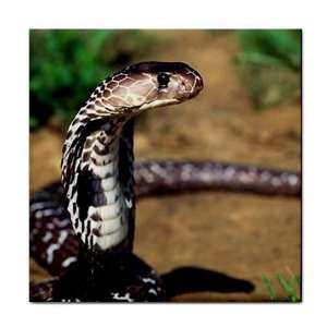    Snake cobra Ceramic Tile Coaster Great Gift Idea: Office Products