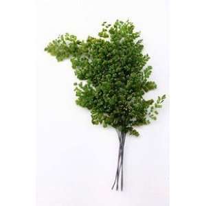  Preserved (Natural) Ferns Fronds Lutti Adianthum (8 10) 5 