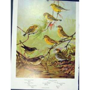   Prairie Warbler Water Thrush Pine Palm Oven Bird Color